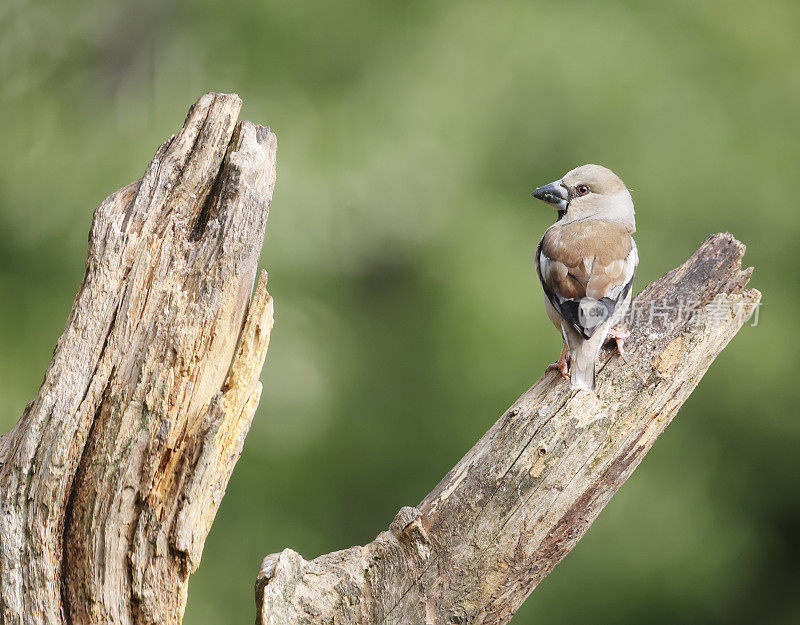 山雀(Coccothraustes Coccothraustes)雌性